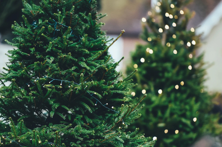 Kam vyhodit vánoční stromek