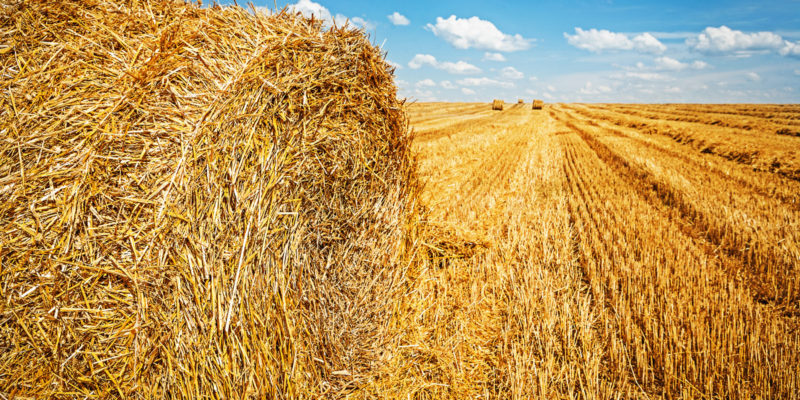 Sláma je odpadem po sklizni obilí. Zemědělci ji však dokáží využít jako podestýlku nebo biopalivo.