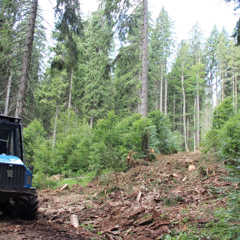 Většina odpadu vzniklého při těžbě dřeva může zůstat rozdrcená v lese a dále jej vyživovat.